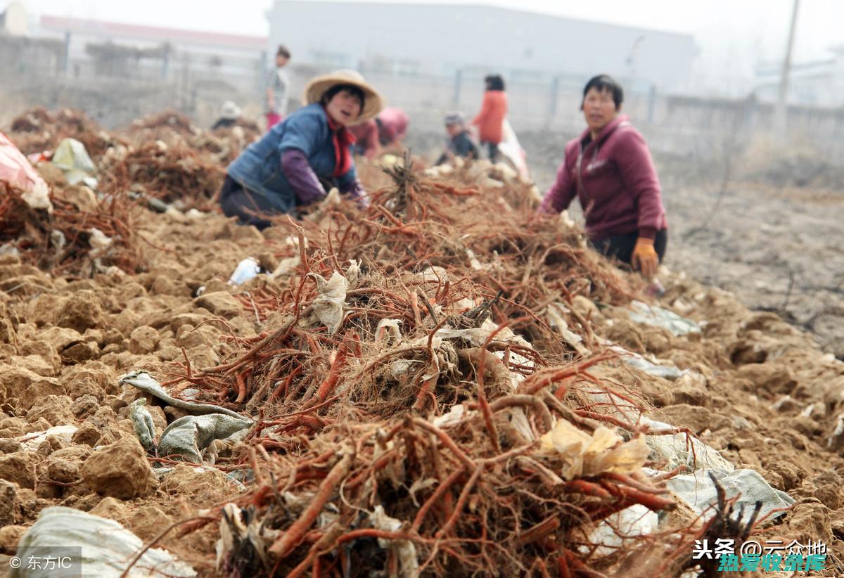 中药材套种：提高中药材产能的巧妙策略 (中药材套种种植法)