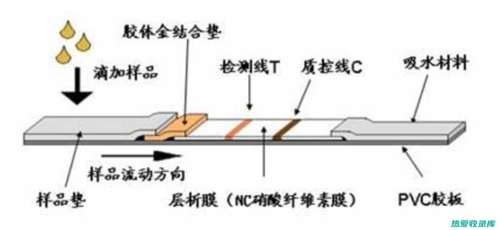 增强免疫：侧柏叶中的萜烯类化合物能增强免疫力，提高机体抵抗疾病的能力。 (增强免疫功能的检测指标)