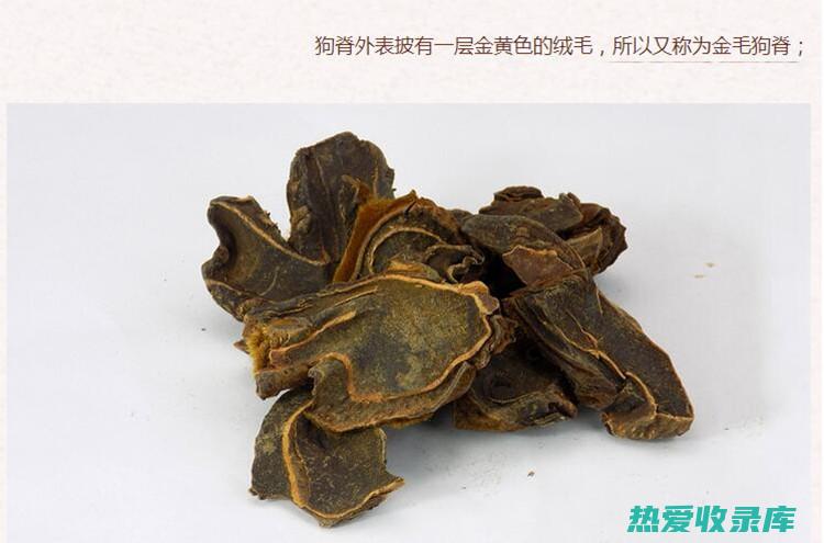 制狗脊的功效与作用及禁忌是什么