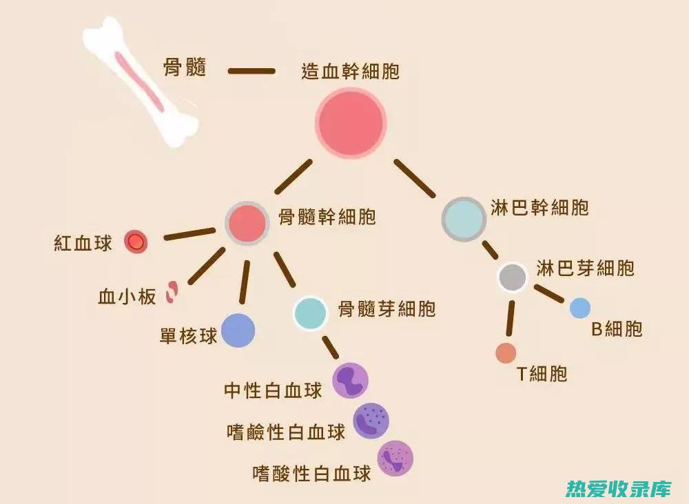 骨髓抑制的表现有哪些