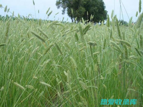 适合沙土地种植什么