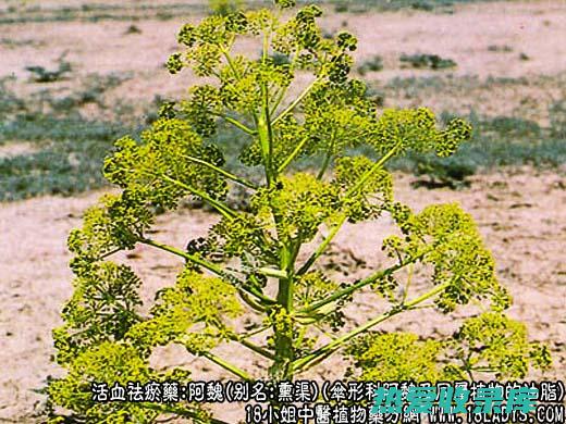 阿魏子(阿魏子的药性)