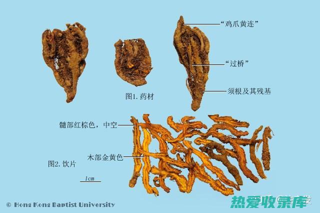 黄连：清热燥湿、泻火解毒、痢疾、腹泻(黄连清热燥湿的原理)