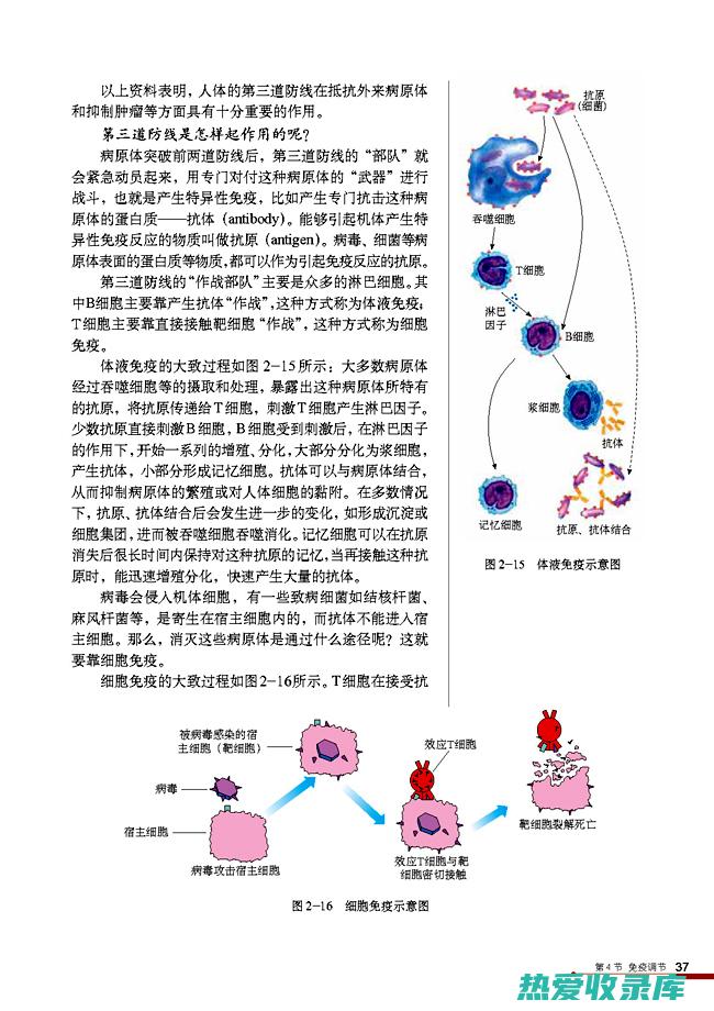 调节免疫：中药材中的某些成分可以调节免疫系统，增强其防御功能。(调节免疫中药)