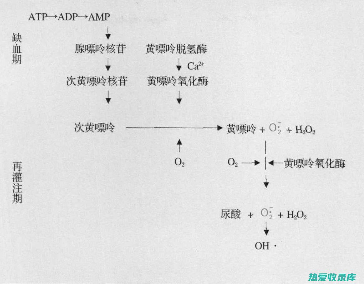 血管损伤：高血糖会损伤血管内皮细胞，导致血管硬化和狭窄，增加心脑血管疾病的风险。(血管损伤表现)