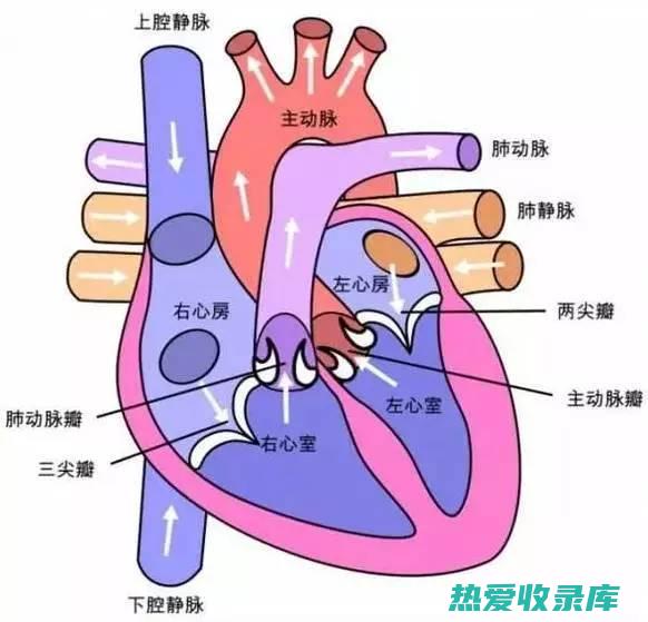 调节心脏功能(调节心脏功能的中枢在哪个部位)