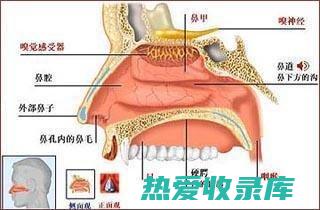 鼻腔出血(鼻腔出血止血方法)