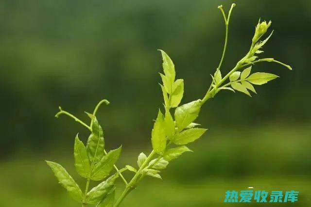 黄瓜藤藤蔓茶：将新鲜或干燥的黄瓜藤藤蔓切碎，加入沸水中浸泡10-15分钟。滤出茶水，加入蜂蜜或柠檬调味即可饮用。(黄瓜藤泡水喝的功效与作用)