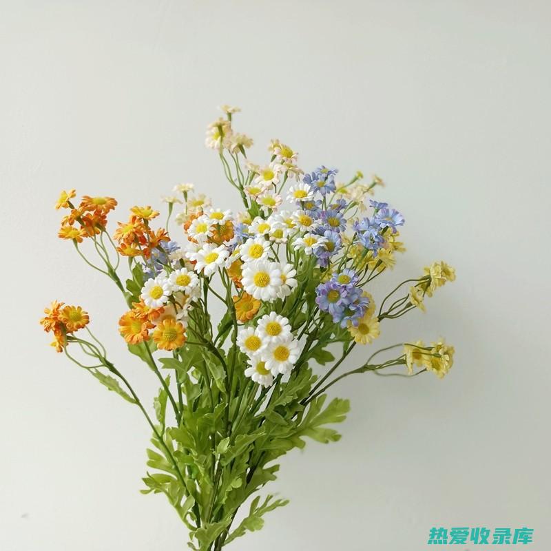 菊花：菊花具有清热降火、疏散风热的作用，茶叶中的鞣酸会与菊花中的有效成分结合，生成不溶性的沉淀，影响药效。(菊花又名什么花)