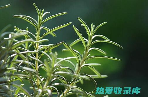 迷迭香花茶的非凡功效 (迷迭香花茶的功效)