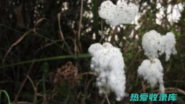 野麻根的功效 (野麻根的功效与效作用)