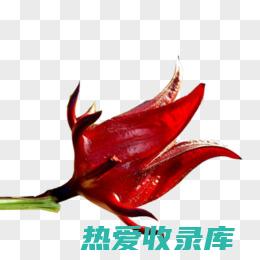 洛神花：中医养生宝典中的养生良药 (洛神花中医世家)