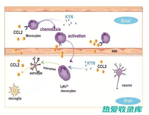 峻烈的中药