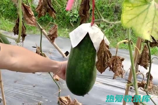 冬瓜根的根有什么作用