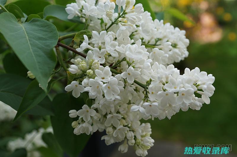 白丁香花根的药用功效与临床应用 (白丁香花根的功效与作用)