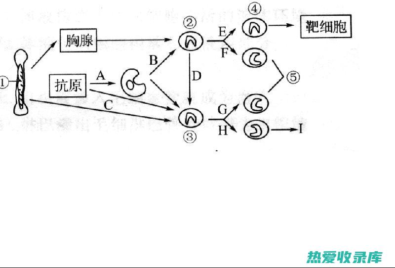 免疫调节：通草中的多糖具有免疫调节作用，有助于增强免疫系统。 (免疫调节通路)