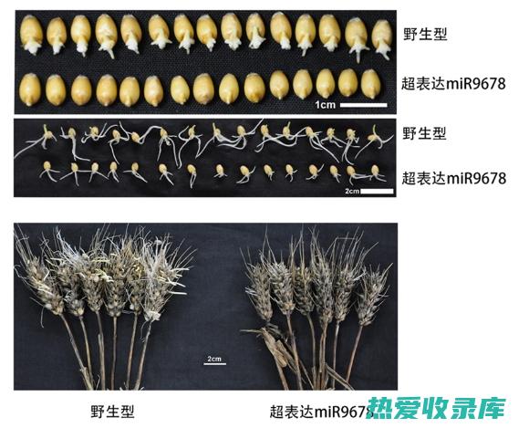 小麦苤芽的功效： (小麦苤芽的吃法大全)