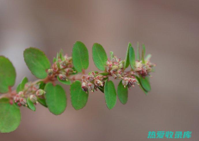 地錦草：價格、功效和用途 (地锦草价格)