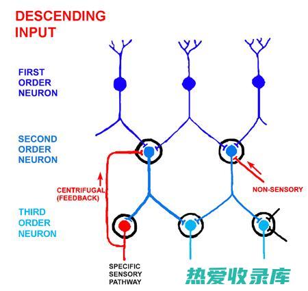 它还可以抑制血小板聚集，预防血栓形成。(它还可以抑制食欲英语)