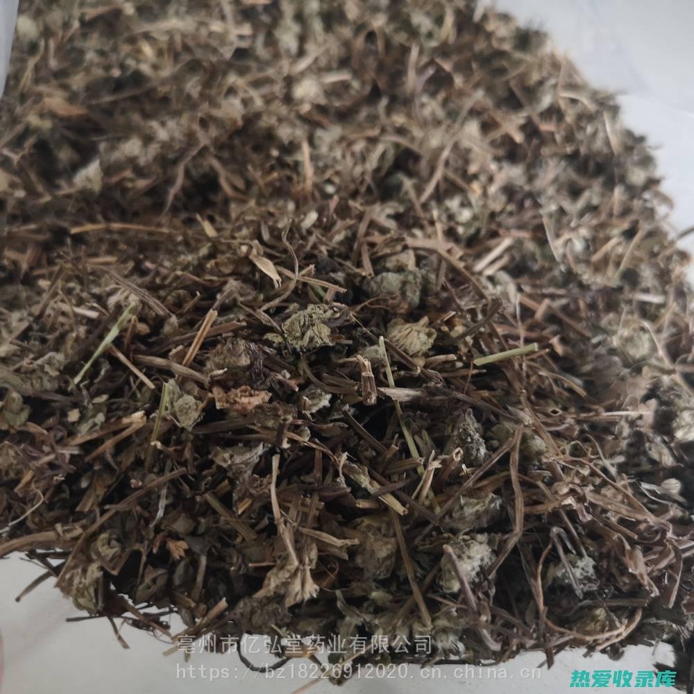 连钱草的功效与作用：中药保健妙方，调理身体平衡之选 (连钱草的功效与作用点的功效与作用)