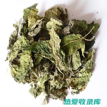 桑叶枝的功效与主治与用量