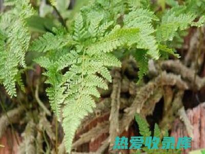 泡服：取骨碎补10-15克，加水冲泡代茶饮。