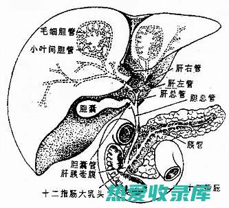 胆囊和肝脏问题(胆囊和肝脏问题严重吗)