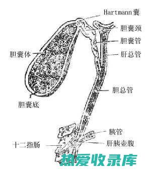 胆囊和肝脏问题