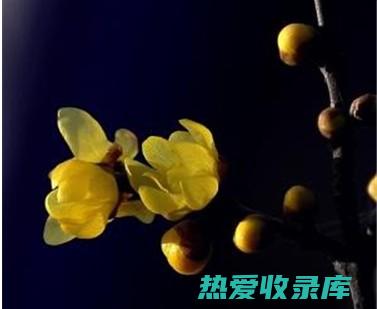 中药腊梅花功效与作用