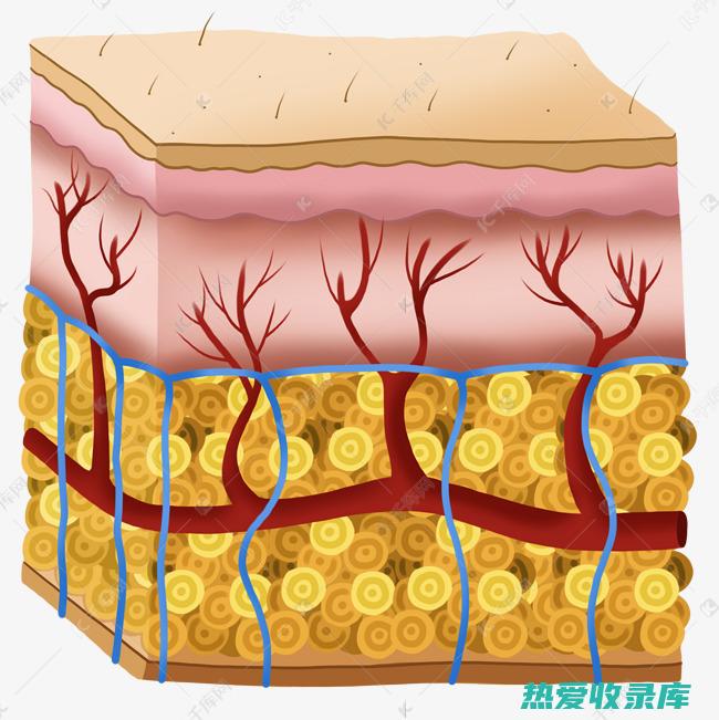 皮肤反应：皮疹、瘙痒(皮肤反应是什么意思)