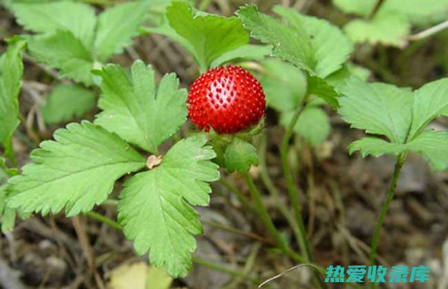 中药蛇莓图片：一种具有独特特性的药用植物 (中药蛇莓治什么病)