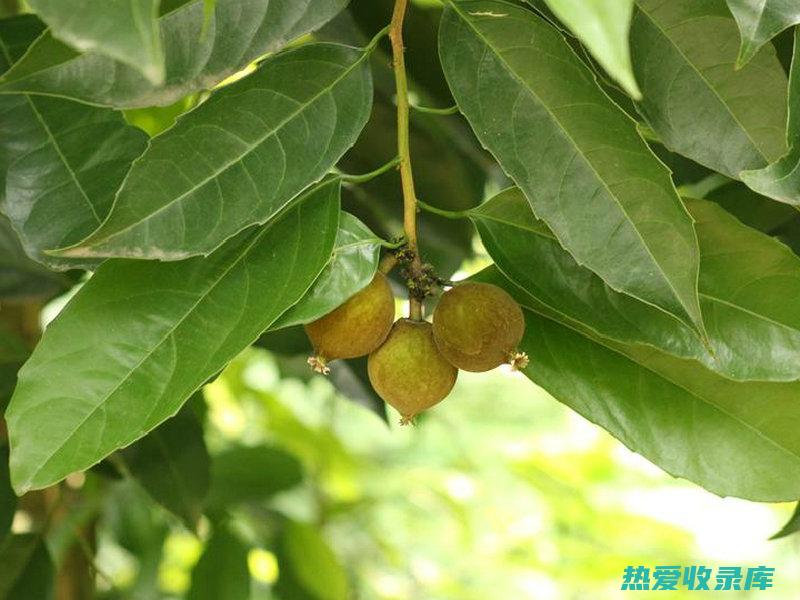 大风子的药用功效 (大风子的药用价值)