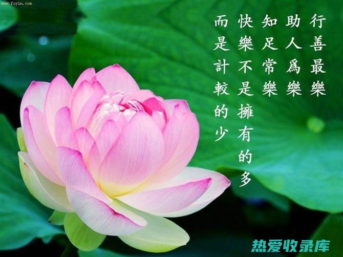 莲花的药用功效：清热解暑、止血消炎、安神养心、益气补虚 (莲花的药用功效)