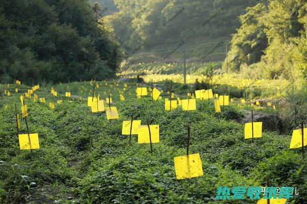 寻找绞股蓝：了解它是否在中药店有售 (寻找绞股蓝)