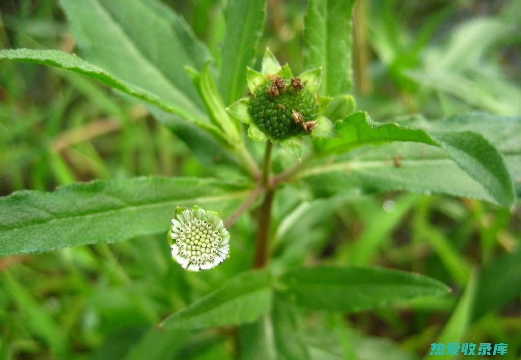 旱莲草的功效与作用：揭秘这种神奇植物的健康益处 (旱莲草的功效作用与主治)