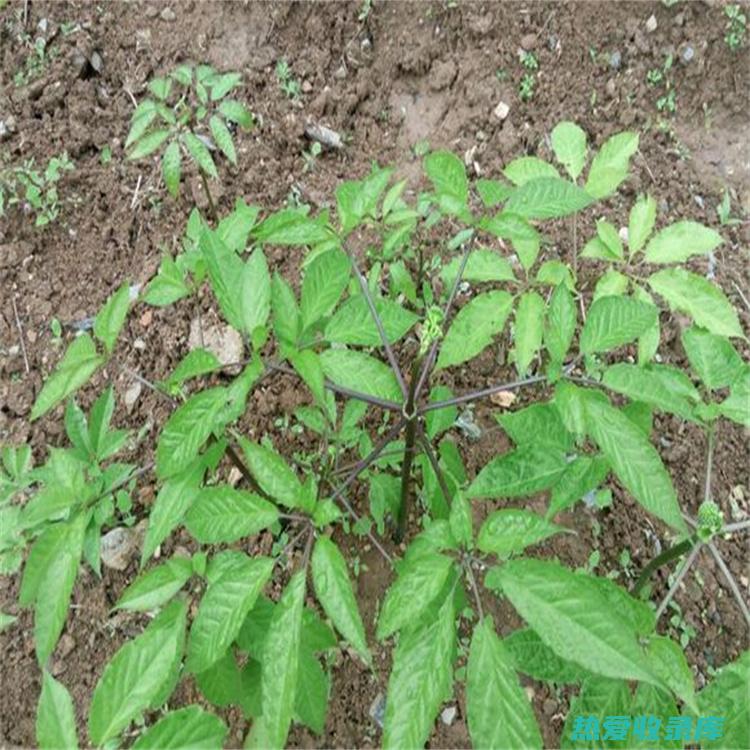 天麻茎的功效与作用：消除疲劳，增强免疫力，保护肝脏 (天麻的功效如何)