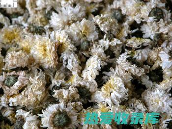 菊花兰的药用特性(ahrefs怎么读)