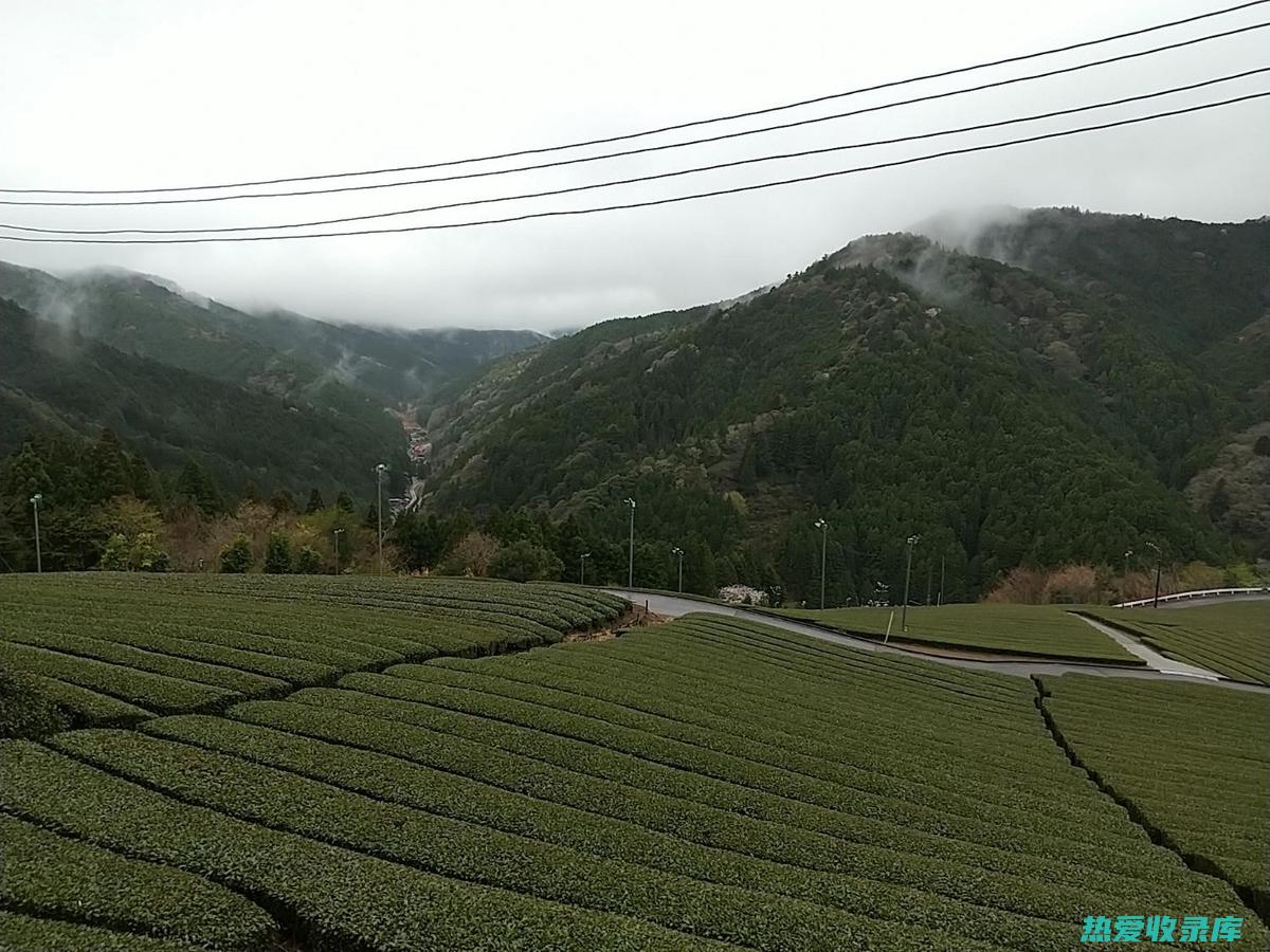 温中散寒：10-15g/次，煎煮或泡水服用。(温中散寒健脾祛湿的中成药)