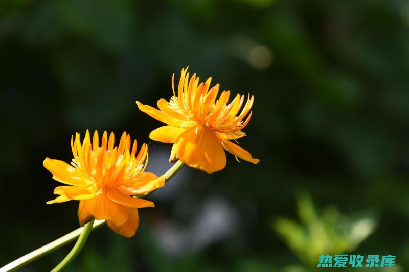 金线莲花：神奇的药用植物及其广泛的健康益处 (金线莲花是什么样子)