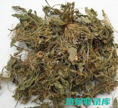 中药紫花地丁的功效和作用