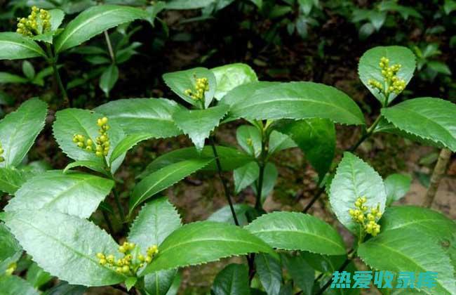 中药肿节风的功效 (中药肿节风的别名)