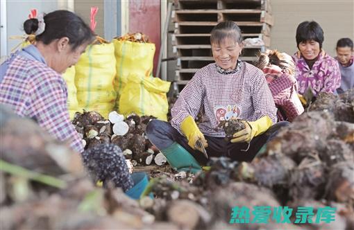 当年采收的中药材