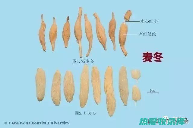 麦冬：根茎类药材，具有养阴润肺、清心安神的功效。当年采收的麦冬根茎药性更强，养阴润肺效果更好。(麦冬的根茎)