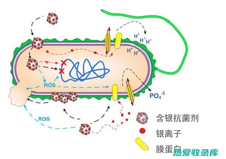 解毒消肿：盐肤子具有解毒消肿的功效。它可以用于治疗湿疹、丹毒等皮肤疾病。(盐消肿止痛)