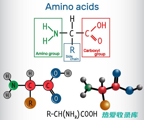 氨基酸：参与蛋白质合成，维持机体正常生理功能(苹果酸穿梭系统需要哪种氨基酸参与)