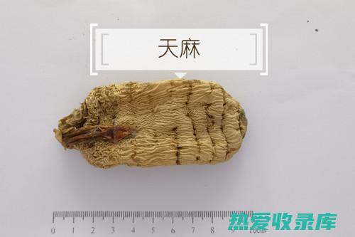 探索中药的广阔世界：中药网络为您提供全面资源 (探索中药的广告词)