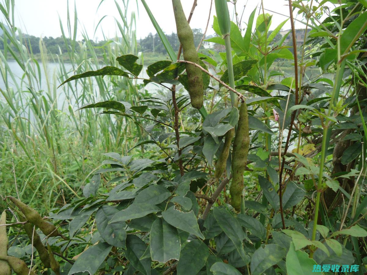 中药大全：牛膝 (中药大全牛膝粒子多少钱)