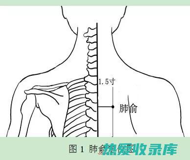 归经：肺、心、胃经(归心肺经的中药)