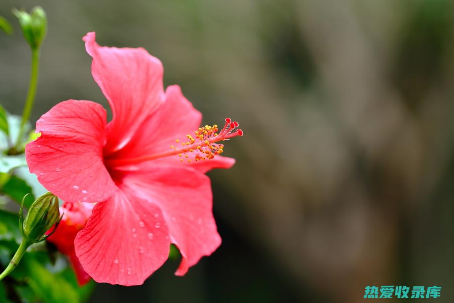 红花：红花性温味辛，有活血化瘀、通经活络的功效。 (红花是什么性质和功效)