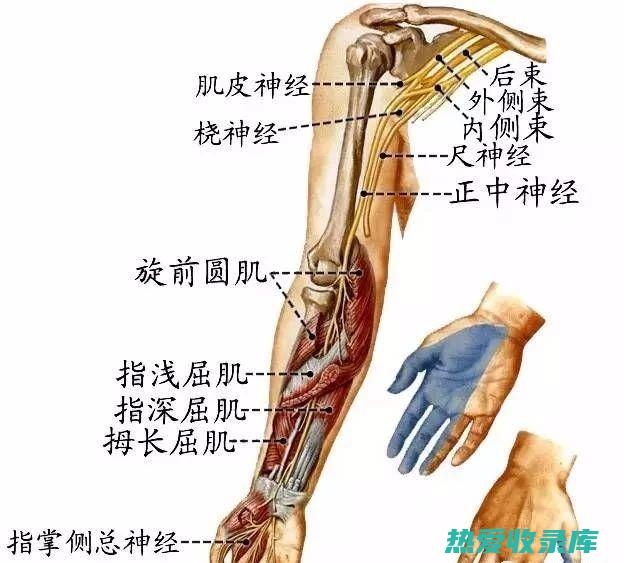 沿神经分布的疼痛，呈烧灼感、刺痛感或麻木感(沿神经分布的疱疹)